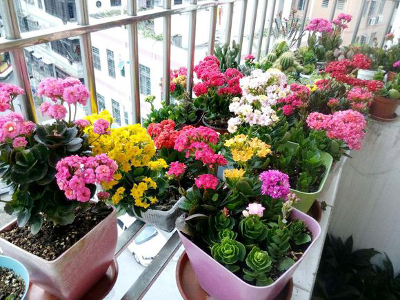 養花就養心，5種“長壽命”花，最適合老人養，健康又長壽