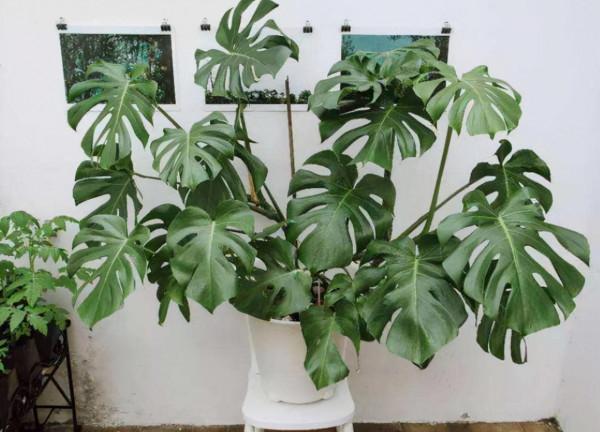 龜背竹不開背？關鍵原因就1個，合理改善葉片個個比臉大