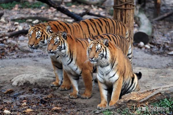虎頭虎腦 虎虎生威 這波老虎表情包值得擁有