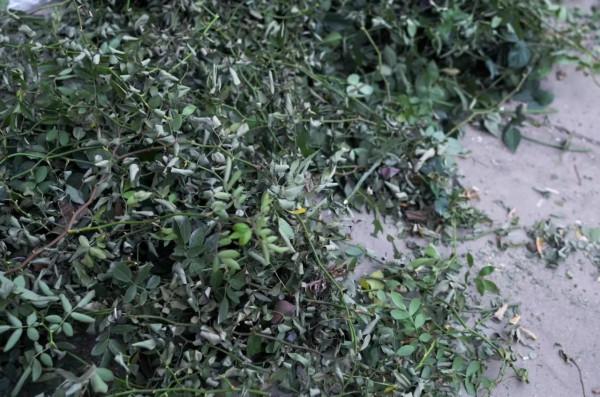 花草種植記錄2022年