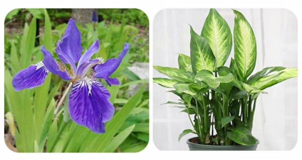 100種有毒的花和果，生活中很常見，出門要小心，避免受傷害