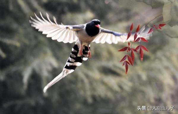 抓拍紅嘴藍鵲飛行