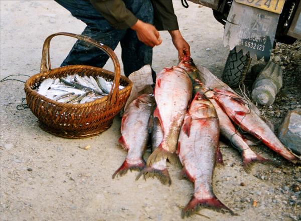千島湖的“兩大難”:鰱鱅放養60年,“保水魚”保住了什麼? 千島湖的“兩大難”:鰱鱅放養60年,“保水魚”保住了什麼?