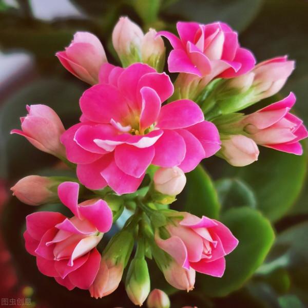 花園必備植物 長壽花