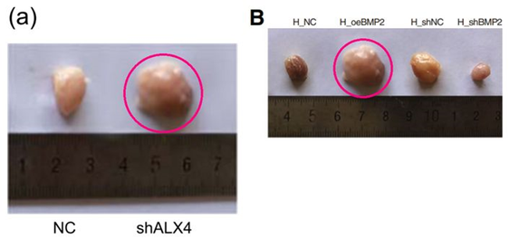 南昌大學第二附屬醫院發表的SCI因圖片疑似與他人文章重複遭質疑 南昌大學第二附屬醫院發表的SCI因圖片疑似與他人文章重複遭質疑
