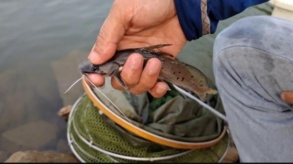 國內釣到“牢底坐穿魚”一定要放生，罰款事小可別丟釣魚人的臉