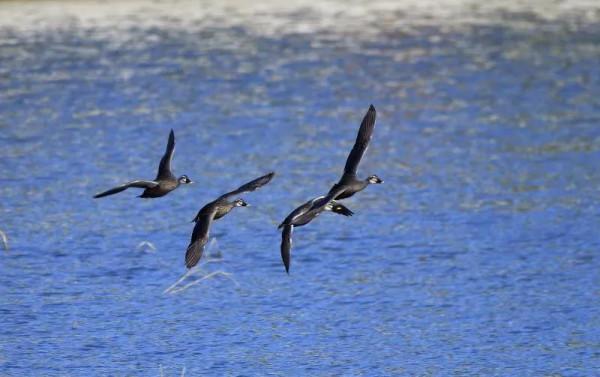 我與斑嘴鴨的情緣