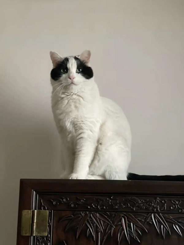 大阿寶：“斜槓青年”歡樂多