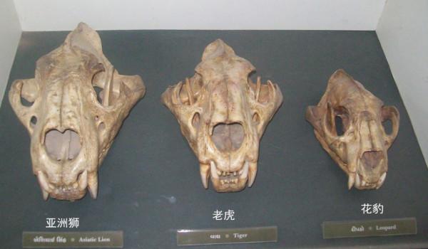 綜合國內外的研究資料，理論上獅子與老虎誰更厲害？