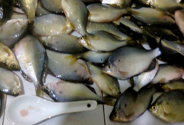 被誤解很深的魚:長得像鰟鮍,個大如鯽魚,卻常被當小雜魚扔掉 被誤解很深的魚:長得像鰟鮍,個大如鯽魚,卻常被當小雜魚扔掉