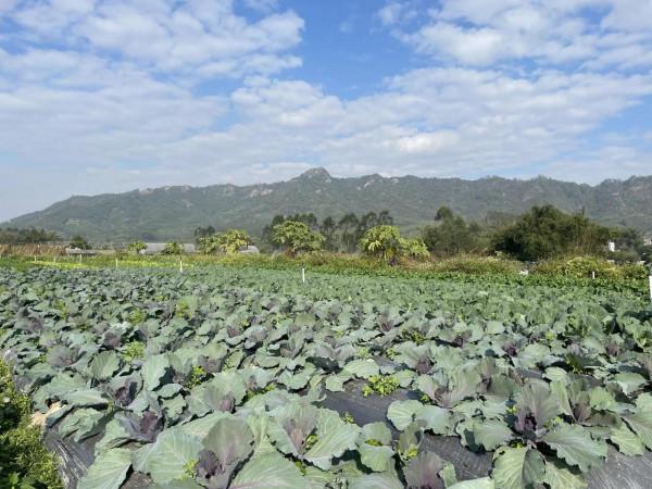 日出而耕有機農場冬季大豐收啦