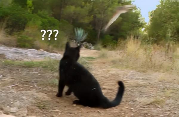 這隻貓天天和貓頭鷹幹架,卻打出了一段黑白配神仙友情 這隻貓天天和貓頭鷹幹架,卻打出了一段黑白配神仙友情