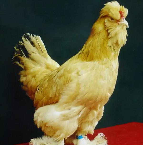 北京農產品地理標誌目錄 北京農產品地理標誌目錄