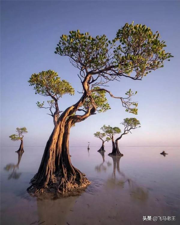 美景：松巴島東部沙灘上獨特的紅樹林和椰子樹
