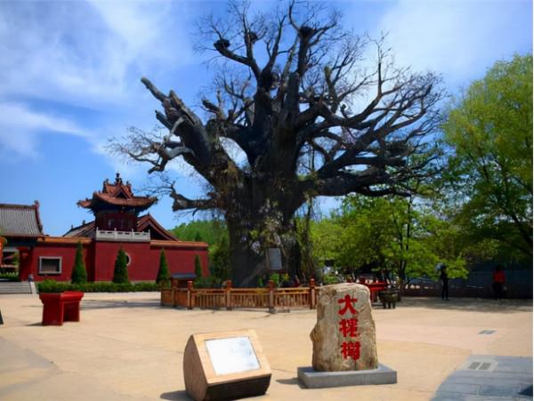 那些小腳趾指甲分成兩瓣的人,到底是什麼來歷?你的指甲是這樣嗎 那些小腳趾指甲分成兩瓣的人,到底是什麼來歷?你的指甲是這樣嗎