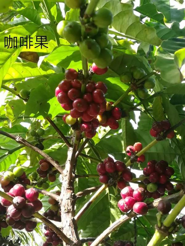 愛咖啡的我，與海南興隆咖啡廠相鄰