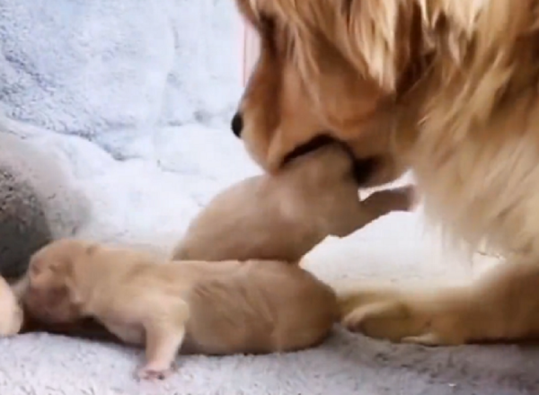 四川：狗肉車產子的金毛，依然母愛十足，還好之後它們遇到好心人