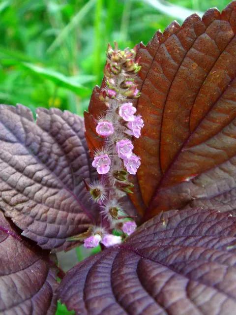 中藥古今研究：紫蘇子