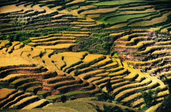 雲南哈尼族撒瑪壩萬畝梯田與蚌頗的傳奇故事