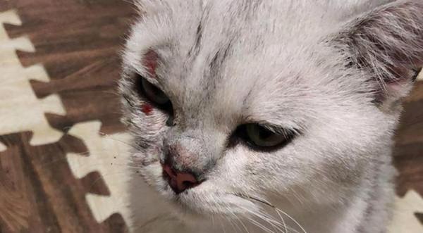 16年前，復旦大學研究生虐殺30只小貓：心煩時挖貓眼只為尋求快感