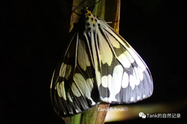Tank的自然記錄•鱗翅目的蛾子們