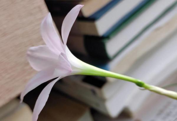 風雨蘭，外觀似韭菜，花較大，喇叭狀，形似水仙