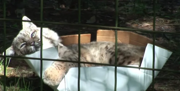 貓咪喜歡紙箱,那大貓呢?8種大型貓科動物實測,結果太可愛 貓咪喜歡紙箱,那大貓呢?8種大型貓科動物實測,結果太可愛