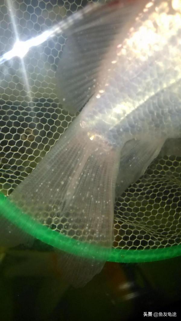 觀賞魚金魚爆發打粉病的原因及預防治療方法