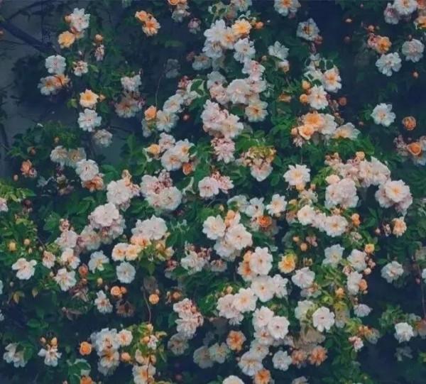 王力宏向左,魏晨向右——我們還能不能相信愛情? 王力宏向左,魏晨向右——我們還能不能相信愛情?