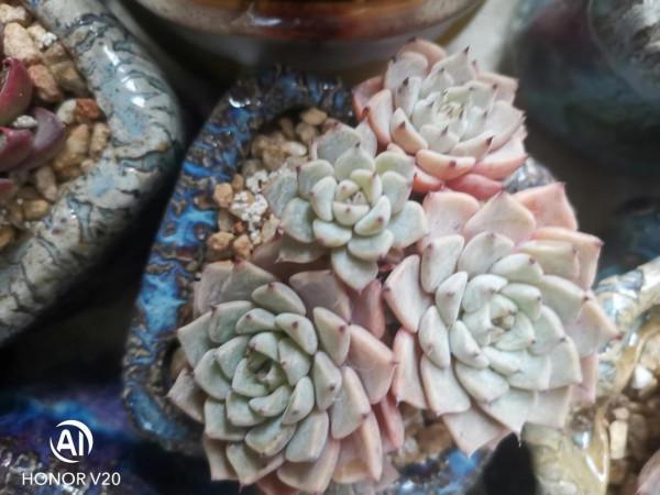 多肉小白一枚，今天又種了十多盆，有朋友知道叫什麼名字嗎？