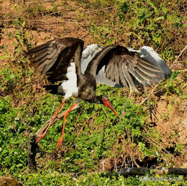 「百將文化」徐永新攝影 | 國家一級保護動物 「百將文化」徐永新攝影 | 國家一級保護動物