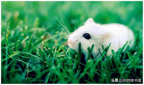 民間故事:書生荒廟聽到怪聲,剛跑出來廟就塌了,遠處白鼠衝他笑 民間故事:書生荒廟聽到怪聲,剛跑出來廟就塌了,遠處白鼠衝他笑