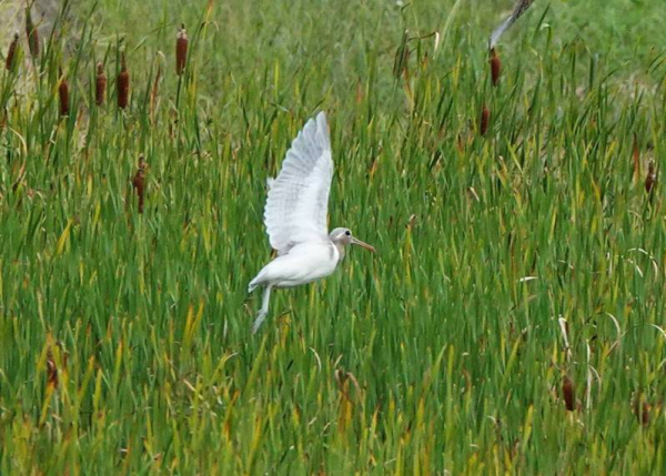 罕見！彩鷸不彩色卻灰白 鳥友鏡頭捕捉“白變”彩鷸
