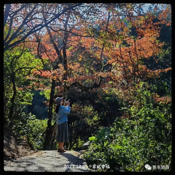 楓林似火、紅葉如霞，是新豐邀你來賞楓的專屬訊號