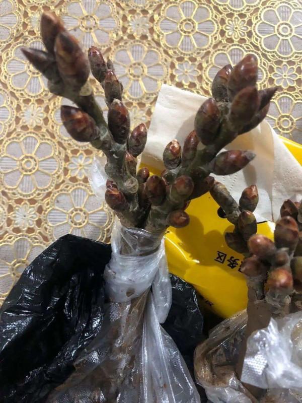 臘月買花，8種花白送都別要，養不活，還惹一肚子氣