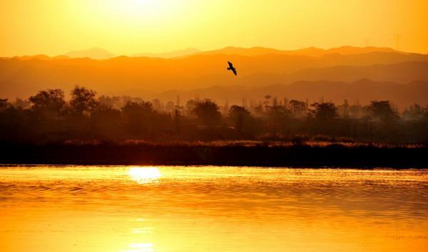 野鴨舞動金色的晨光