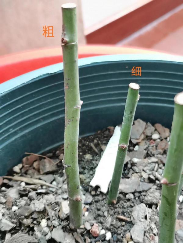 月季界頂流&OpenCurlyDoubleQuote;強枝弱剪，弱枝強剪&rdquo;的真諦