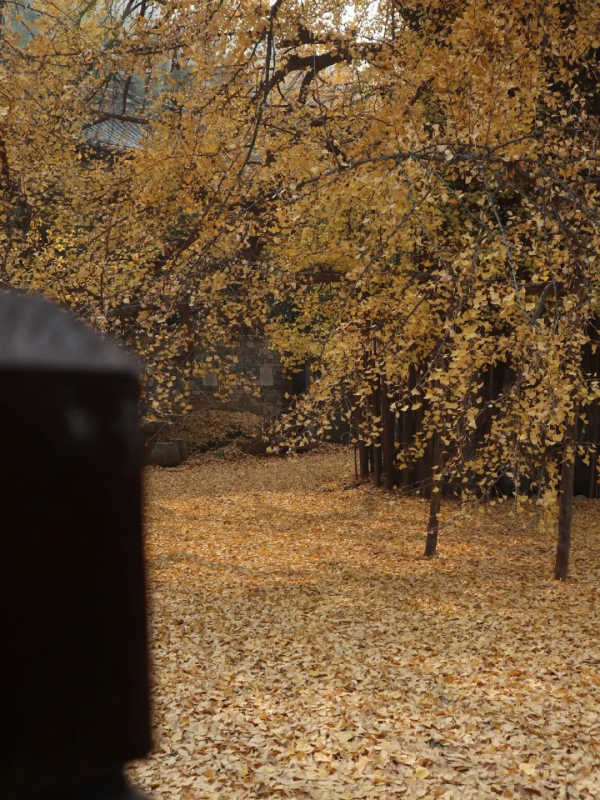 《12月限定丨國內旅行目的地指南》