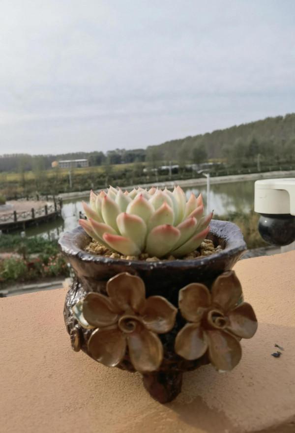 多肉逐漸上色，一天一個樣子