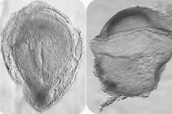 科學家透視人類發育早期階段