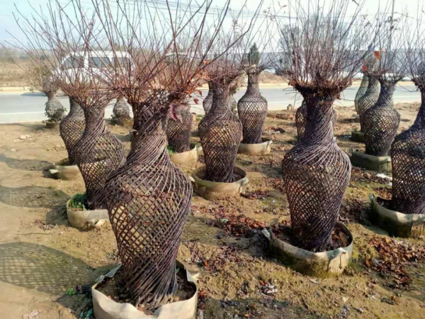 八種花,養成老樁最“旺家”,開花倍有精神氣兒 八種花,養成老樁最“旺家”,開花倍有精神氣兒