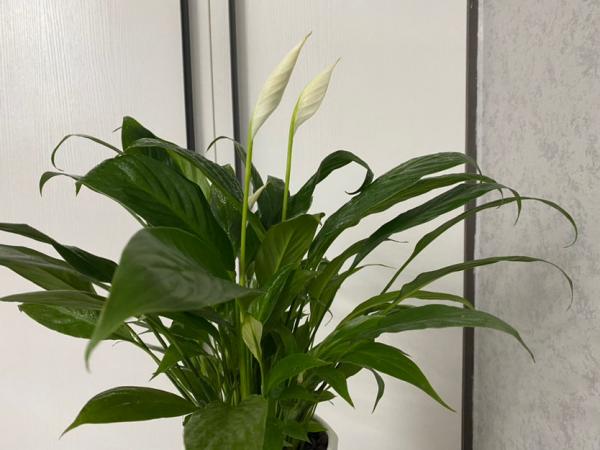 今年客廳流行養“發財花”，盆盆好寓意，紅紅火火看著熱鬧