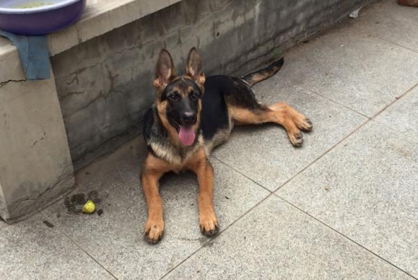 如果這世上有後悔藥，我不會再養德牧