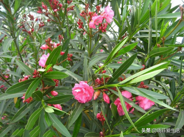 漂亮的有毒花！認識20種“大毒花”，遠離危險