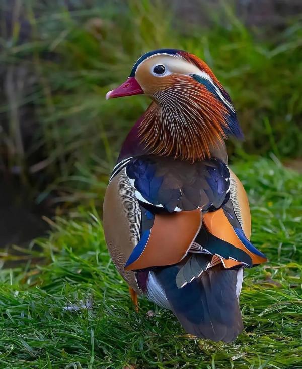 分享——最珍貴罕見的鳥