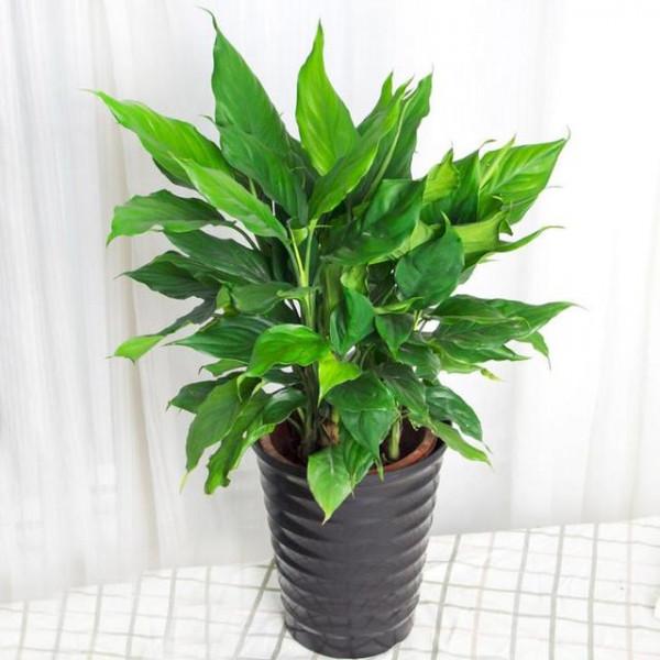 “100種花”適合養在陽臺上，一個比一個好看，還很好養護