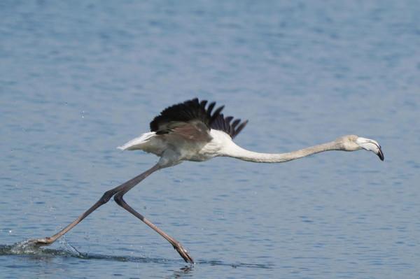 照片故事~火烈鳥 照片故事~火烈鳥