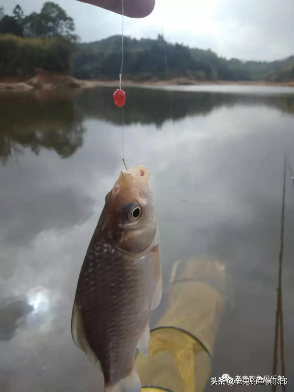 冬季野釣餌料中的戰鬥機——野戰之王·腥香