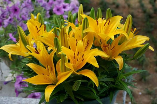 亞洲百合，養護容易，一次種植養護得當就能長成一片花海