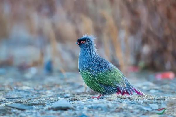 自然生物小百科 自然生物小百科